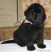 Превью фото № 223030