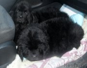 Превью фото № 223063