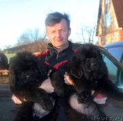 Превью фото № 223064