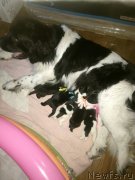 Превью фото № 223067