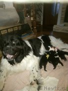 Превью фото № 223068