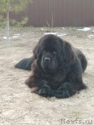 Превью фото № 223085