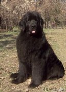 Превью фото № 223094