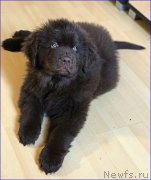 Превью фото № 223100