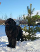 Превью фото № 223101