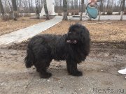 Превью фото № 223124