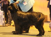 Превью фото № 223251