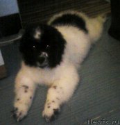 Превью фото № 223259