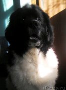 Превью фото № 223260