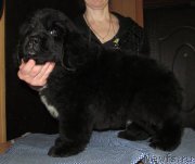 Превью фото № 223268