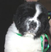 Превью фото № 223273