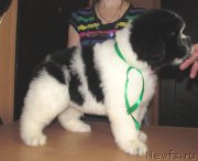 Превью фото № 223274