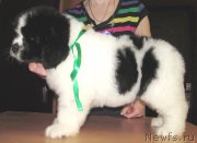 Превью фото № 223275