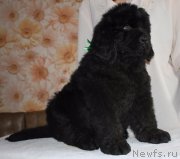 Превью фото № 223287