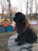 Превью фото № 223298