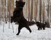 Превью фото № 223312