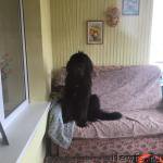 Превью фото № 223314