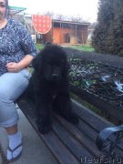 Превью фото № 223334