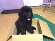 Превью фото № 223335