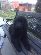 Превью фото № 223340