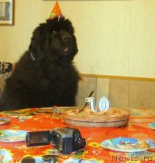 Превью фото № 223342