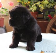 Превью фото № 223376