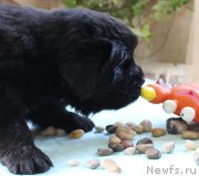 Превью фото № 223377