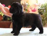 Превью фото № 223378