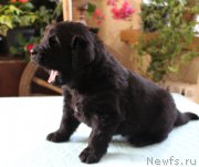 Превью фото № 223380