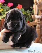 Превью фото № 223381