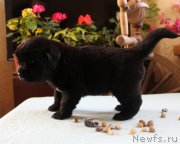 Превью фото № 223382