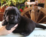 Превью фото № 223383