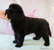 Превью фото № 223393