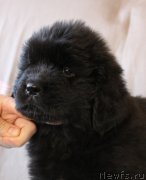 Превью фото № 223394