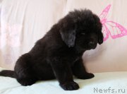 Превью фото № 223395