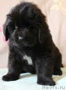 Превью фото № 223396