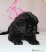 Превью фото № 223399