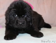 Превью фото № 223401