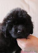 Превью фото № 223404