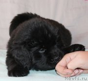 Превью фото № 223406