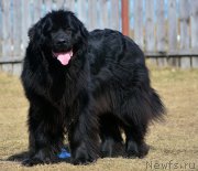 Превью фото № 223459