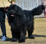 Превью фото № 223465