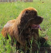 Превью фото № 223488