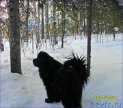 Превью фото № 223499