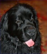 Превью фото № 223519