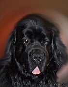 Превью фото № 223520