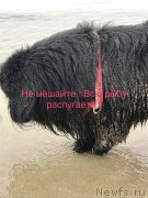 Превью фото № 223534