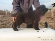 Превью фото № 223539