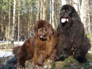 Превью фото № 223556