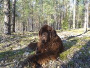 Превью фото № 223558